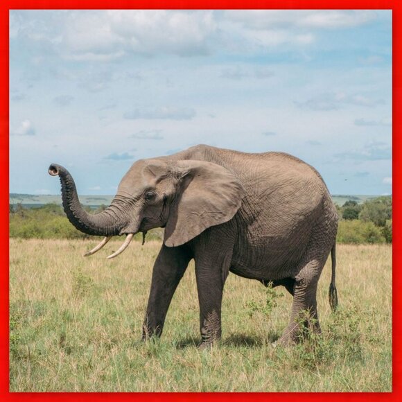 Very Rare Hollóháza Porcelain Specially Crafted & Hand-Painted Elephant Figurine - Picture 10 of 16